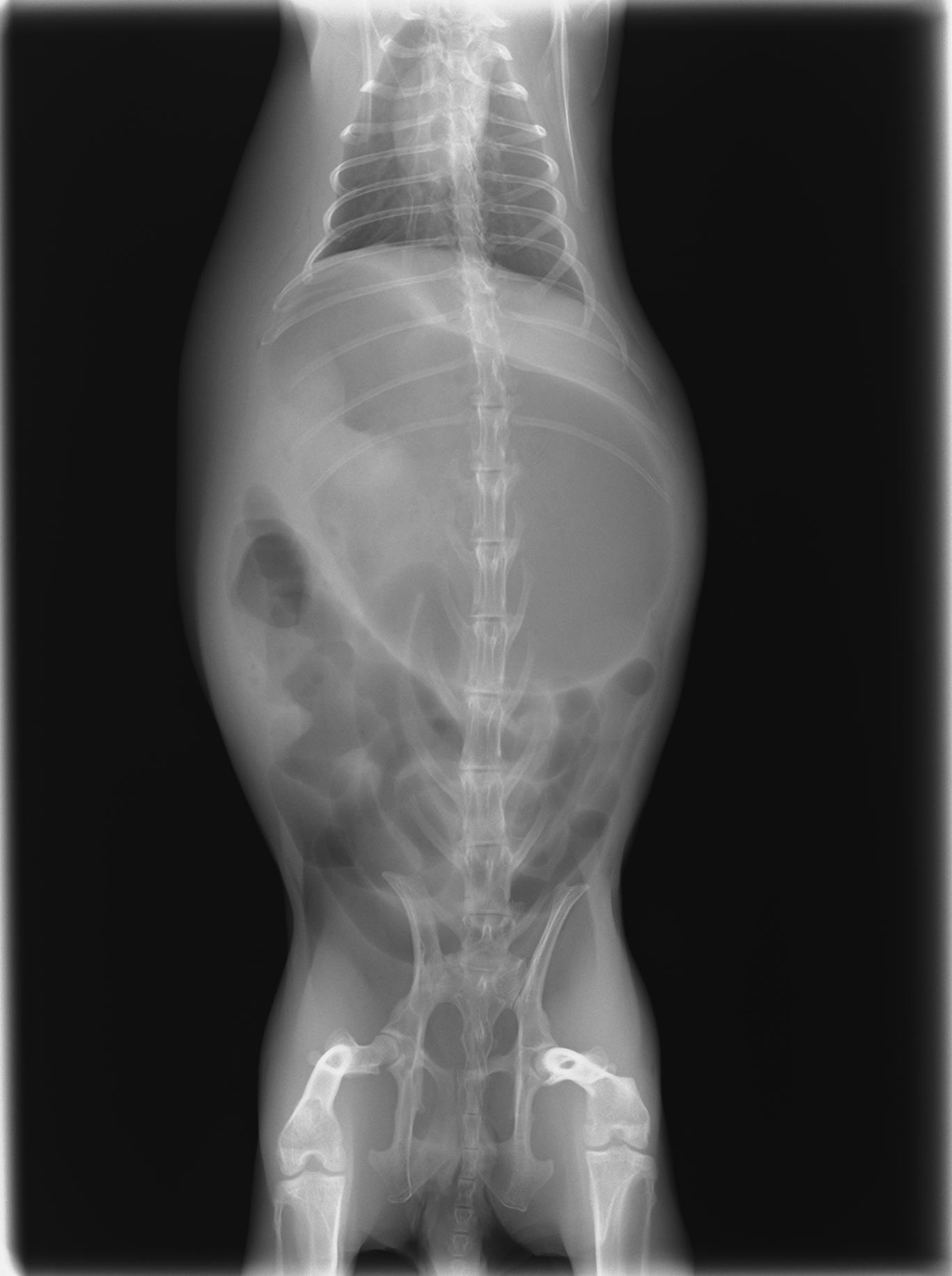 ウサギの腸閉塞②