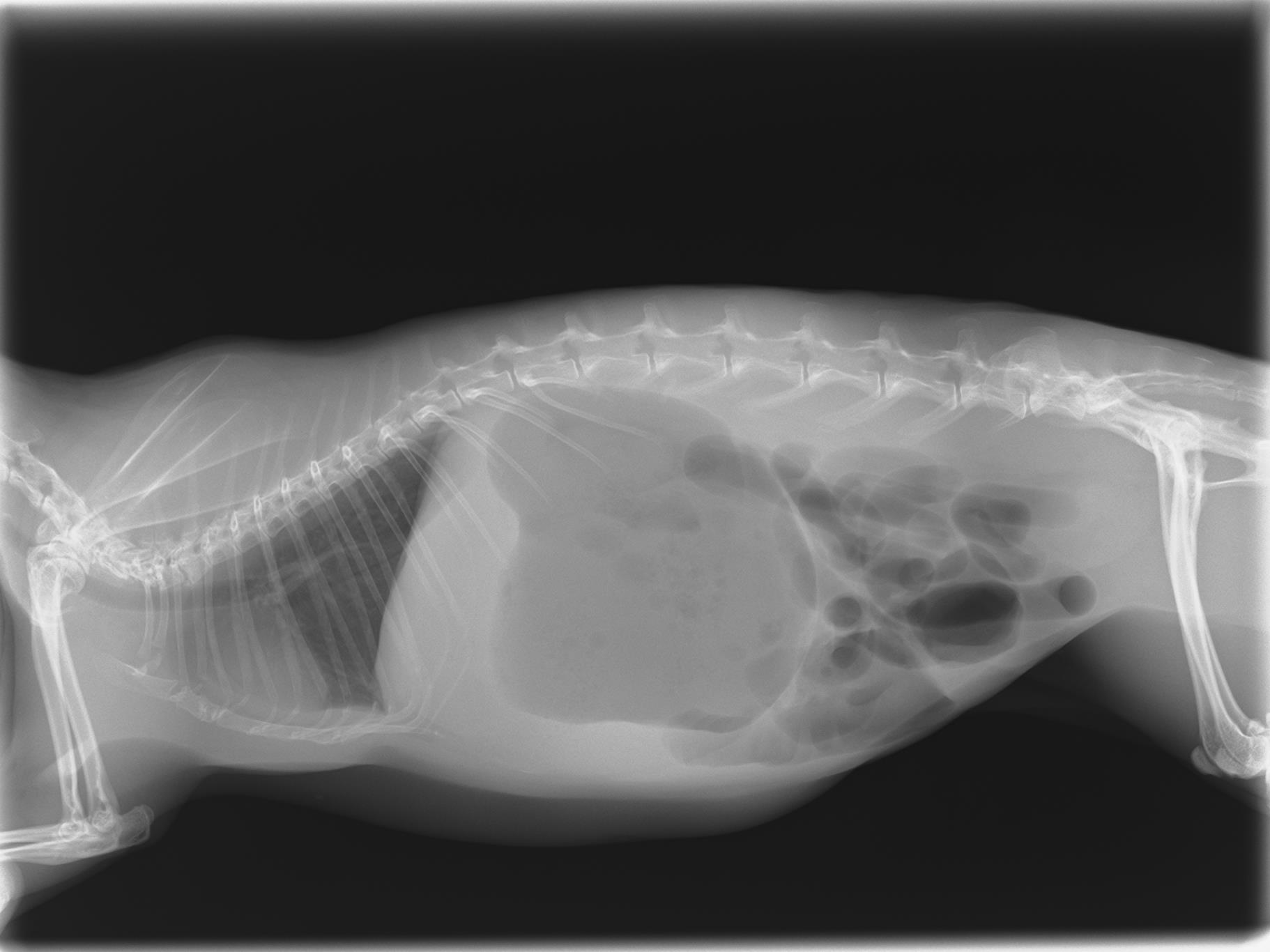 ウサギの腸閉塞①