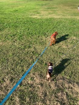 ほかのわんちゃんと追っかけっこ