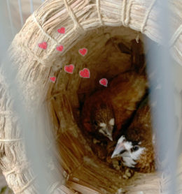 十姉妹のももちゃんとくろくん