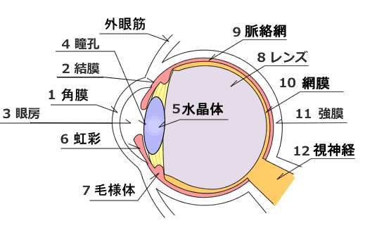 主な眼の構造